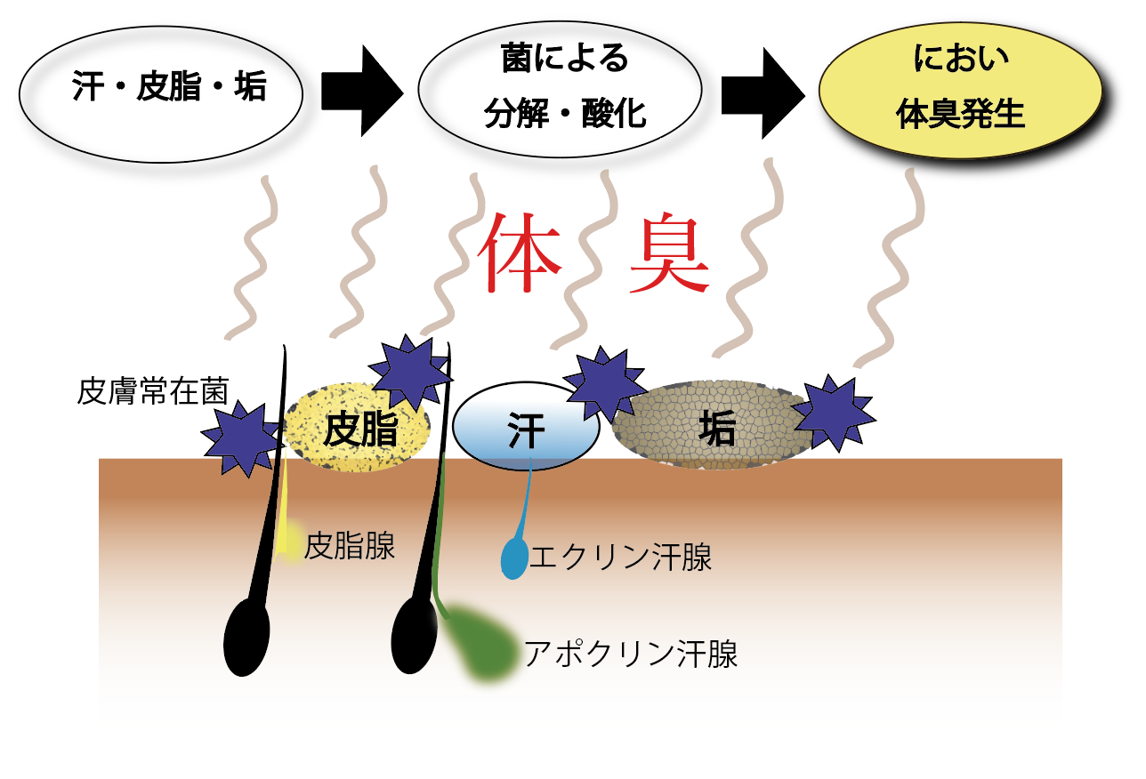 活動歴および当時の関連ビジュアル記録